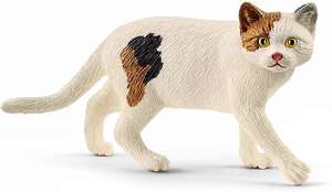 American Shorthair Cat