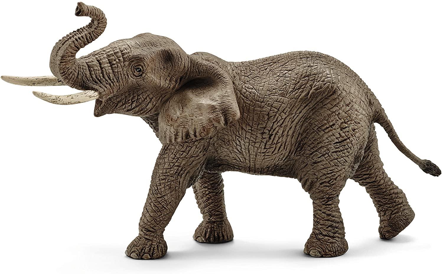 African Elephant