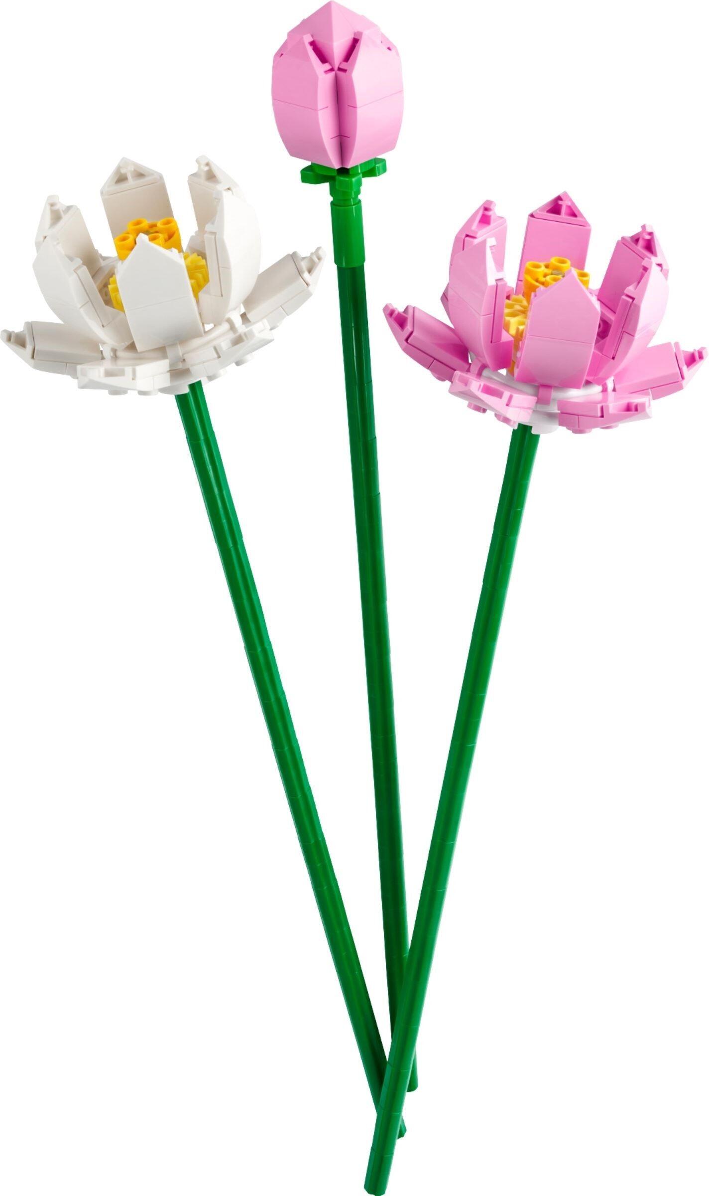 Lotus Flowers