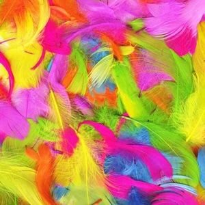 Feathers - Bright Colours