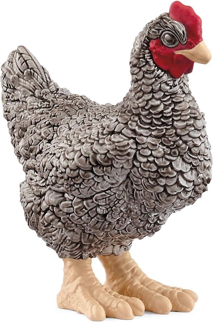 Chicken Plymouth Rock