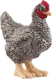 Chicken Plymouth Rock