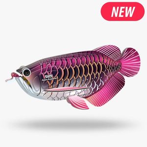 EUGY - Asian Arowana