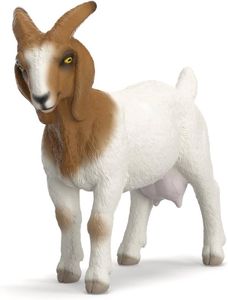 Boer Goat
