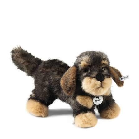 Moritz dachshund