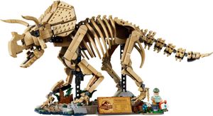 Dinosaur Fossils: Triceratops