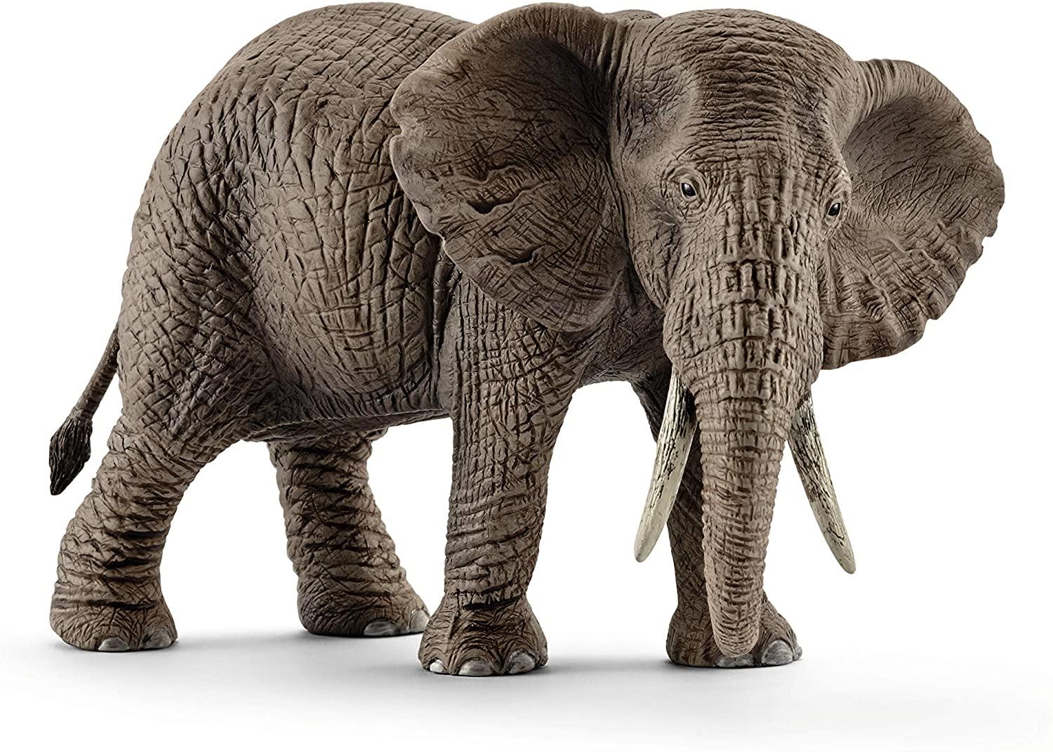 African Elephant