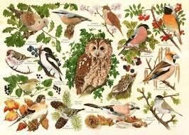 Woodland Birds 500XL