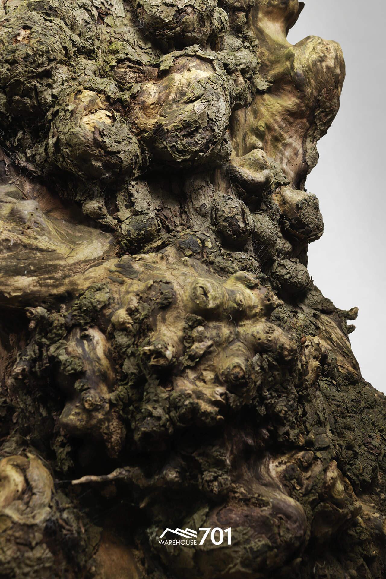 【中古】 A Tree Frog Tonality JohnLindberg A Tree Frog Tonality JohnLindberg