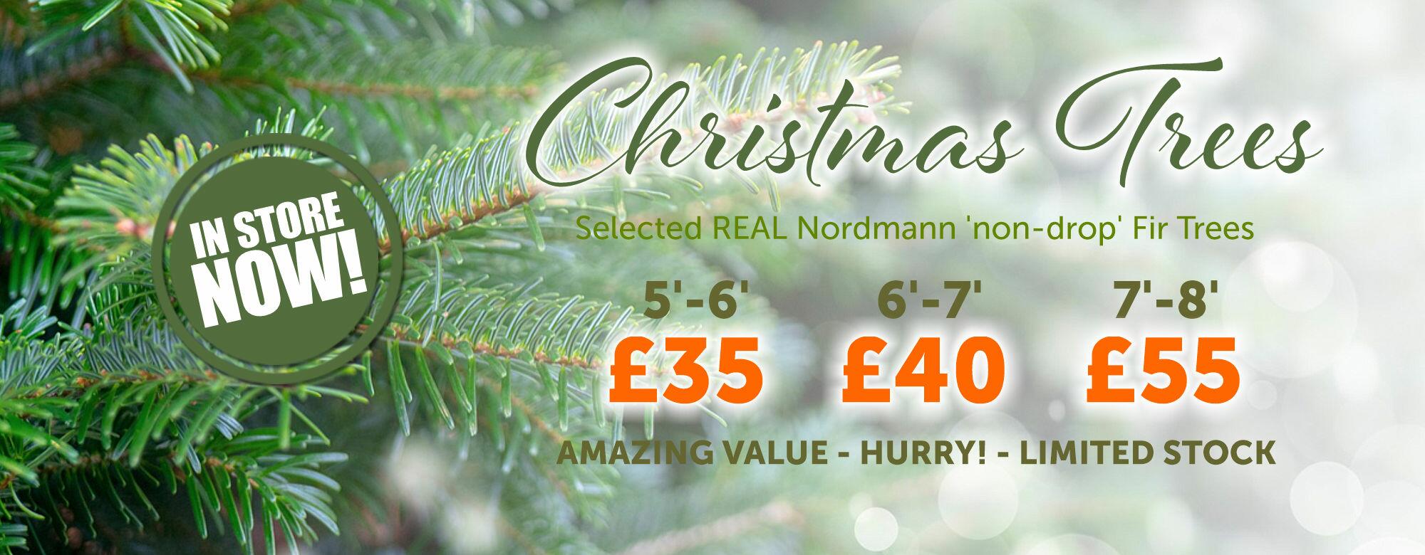 Christmas trees now in stock from just £35