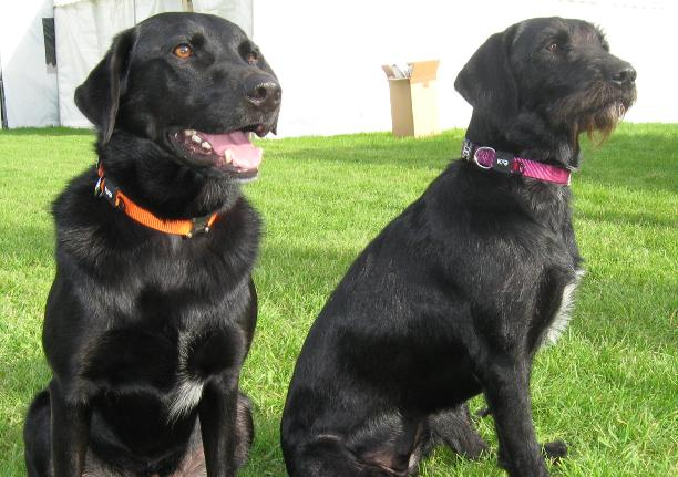Magnetic collars for dogs with arthritis