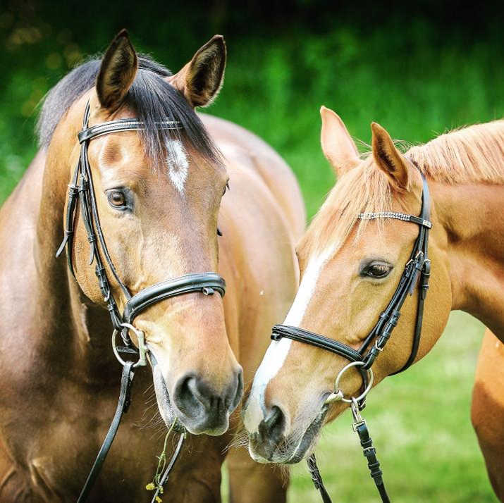 Natural Pain Relief For Horses With Arthritis