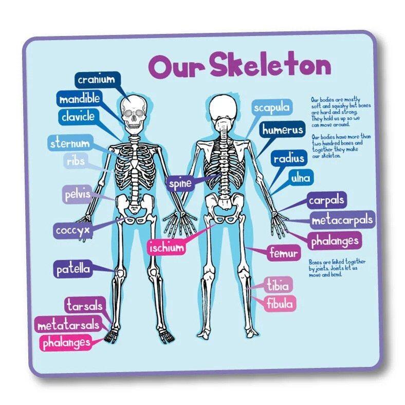 Our Skeleton Sign