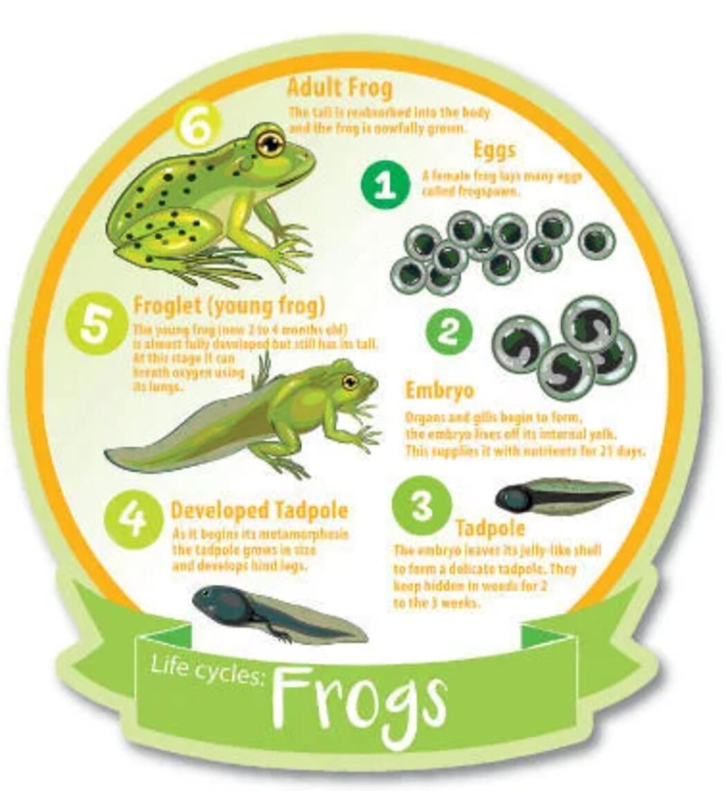 Life Cycles and Systems