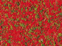 Auhagen 76935 Poppies