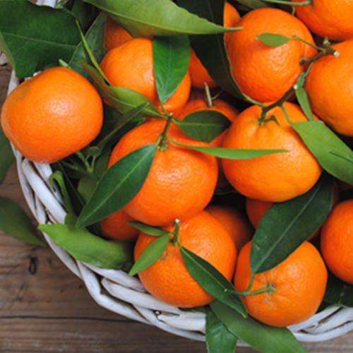 The Flavour Apprentice Orange Mandarin Concentrate