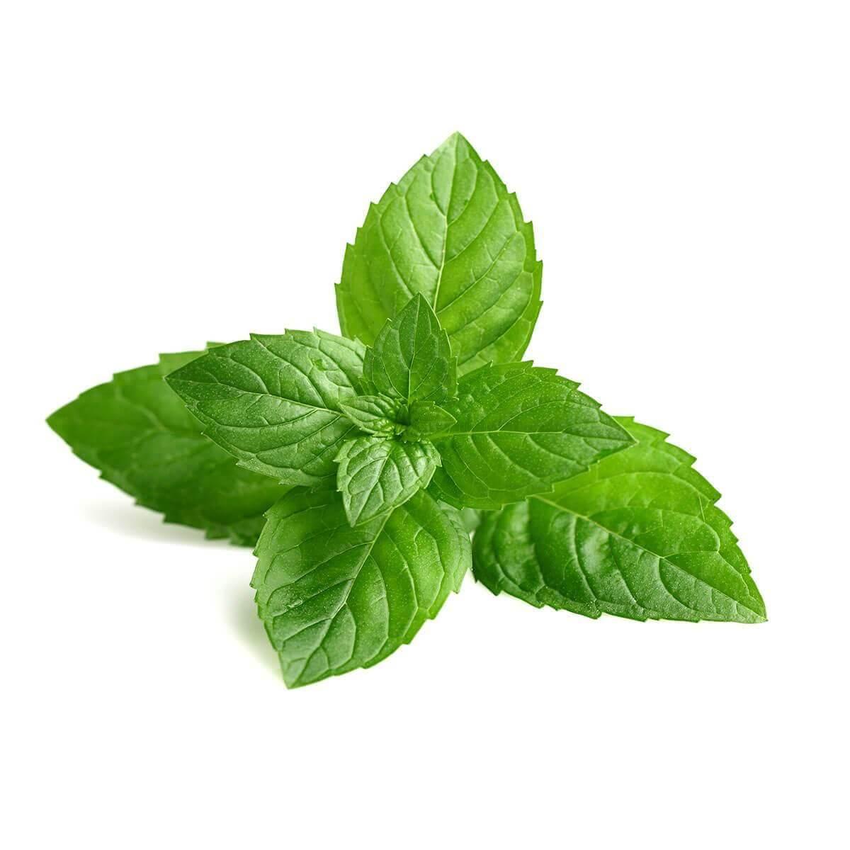 Mix Mint Inawera Flavour Concentrate
