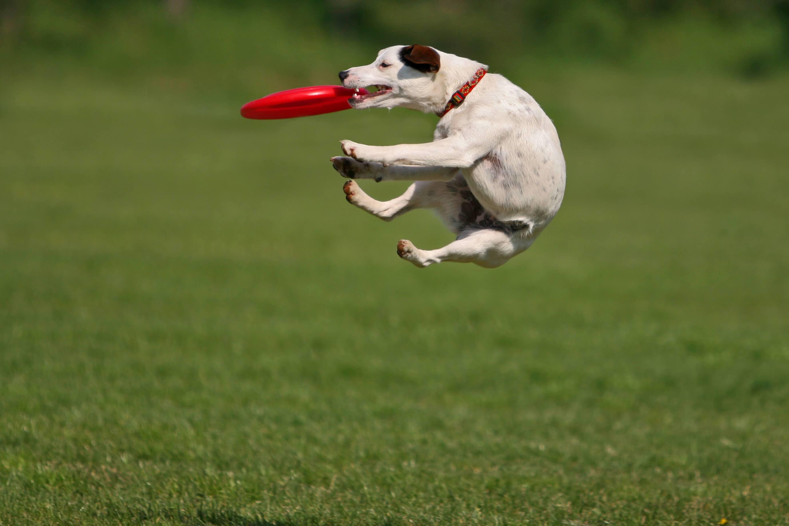 My dog can fly. Джек-Рассел-терьер фризби. Дог фризби Джек Рассела. Джек Рассел терьер фрищби. Джек Рассел терьер фрисби.