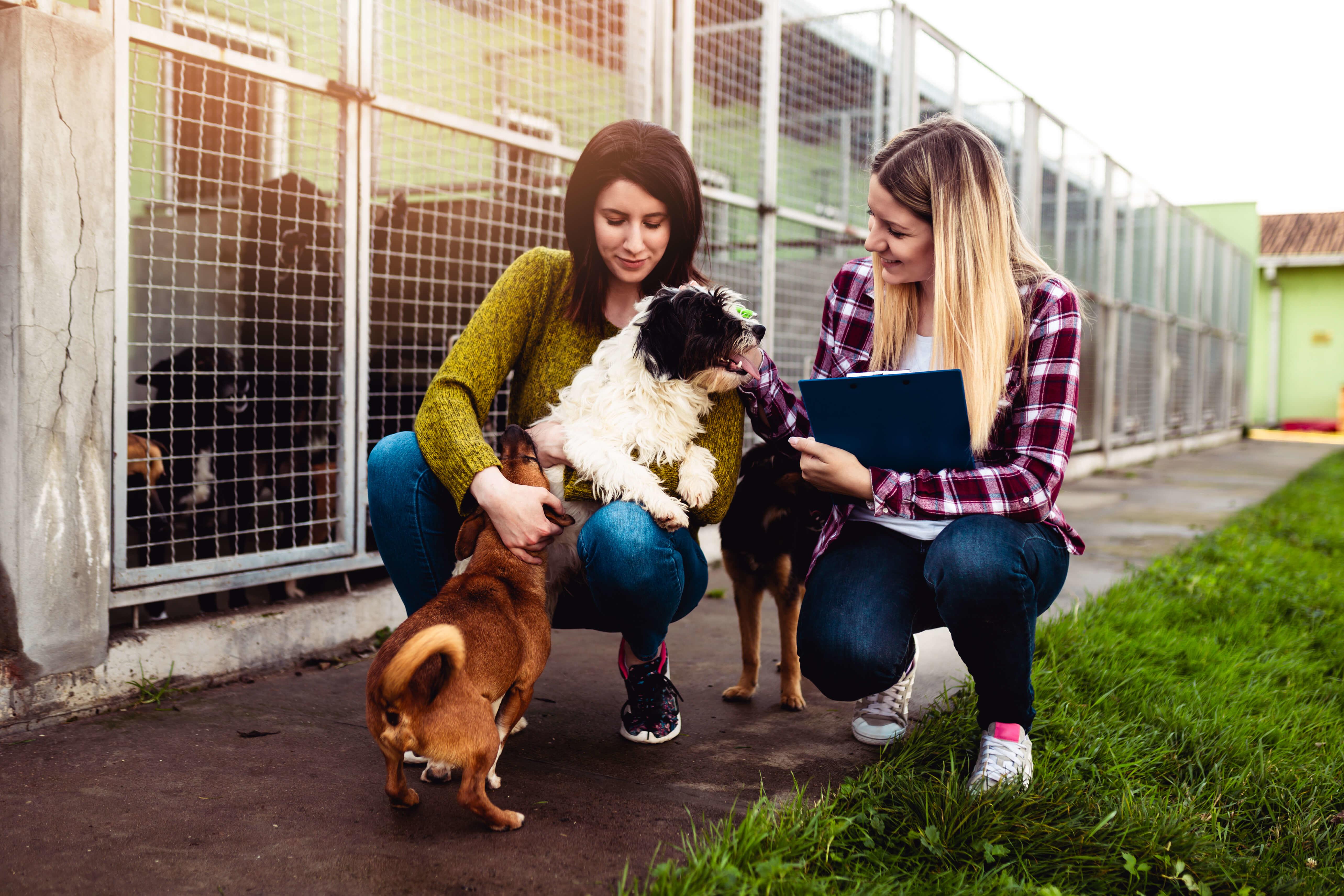 Kennel and Cattery Management Diploma Level 3 Instalments x 3 monthly