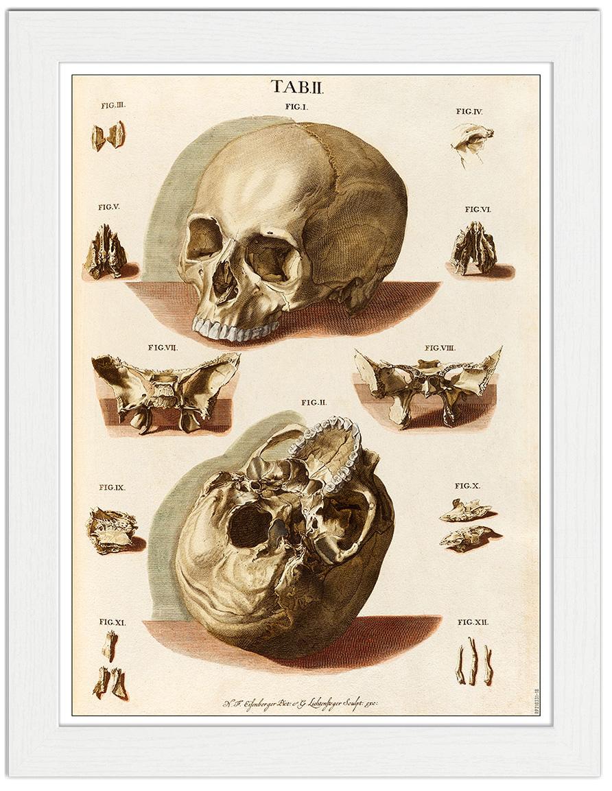 Skull Anatomy Medical Plate : Art Print £7.99 / Framed Print £22.99 / T