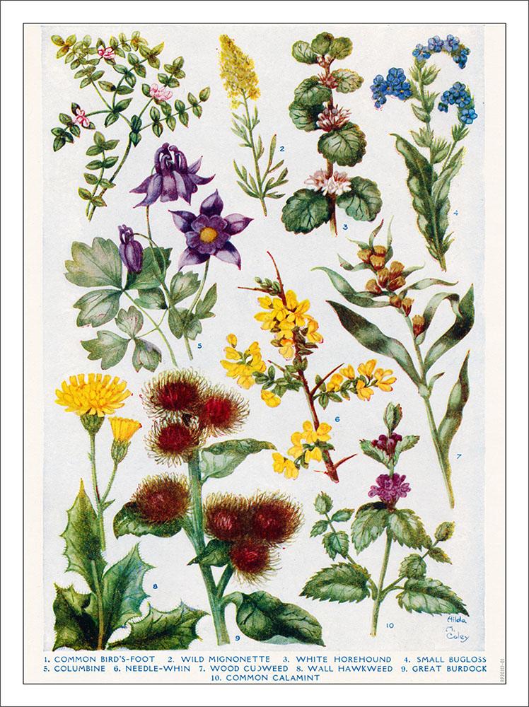 Common British Flowers : Art Print £7.99 / Framed Print £22.99 / T ...