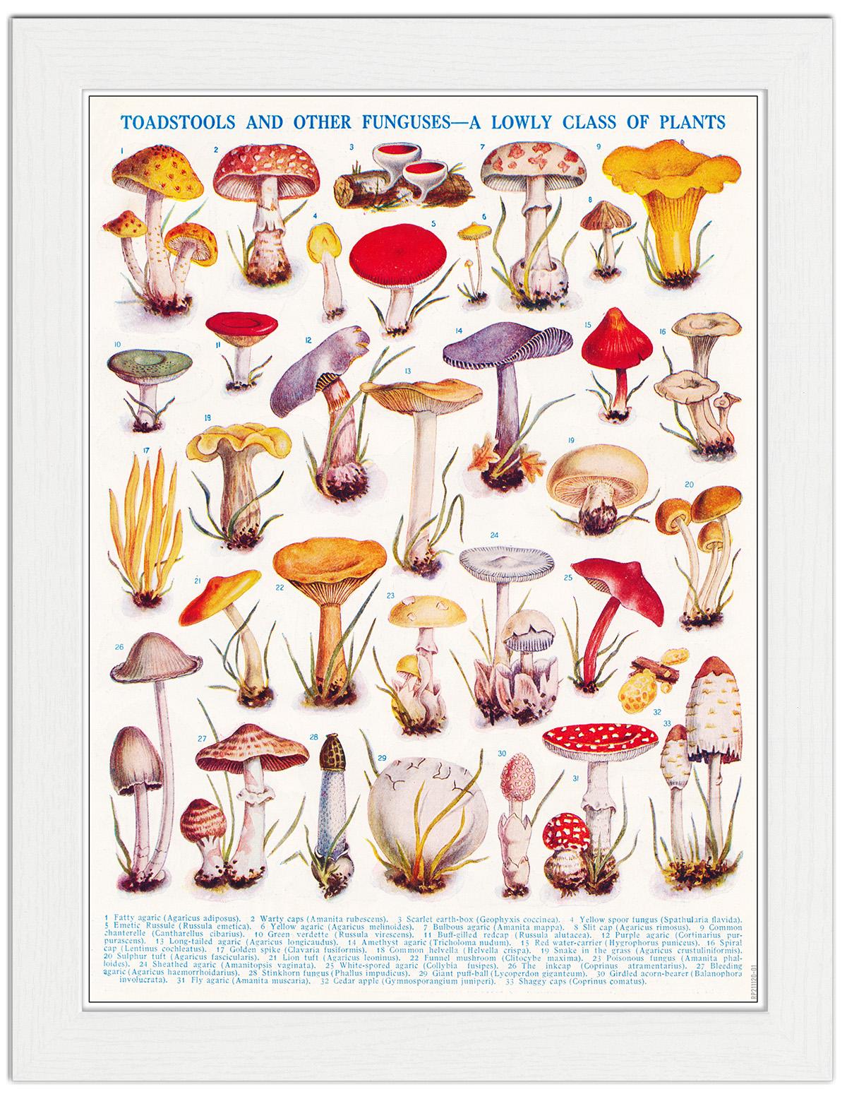 Toadstools And Other Funguses : Art Print £7.99 / Framed Print £22.99 ...