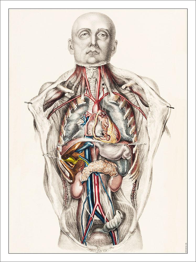 Anatomical Illustration : Art Print £7.99 / Framed Print £22.99 / T ...