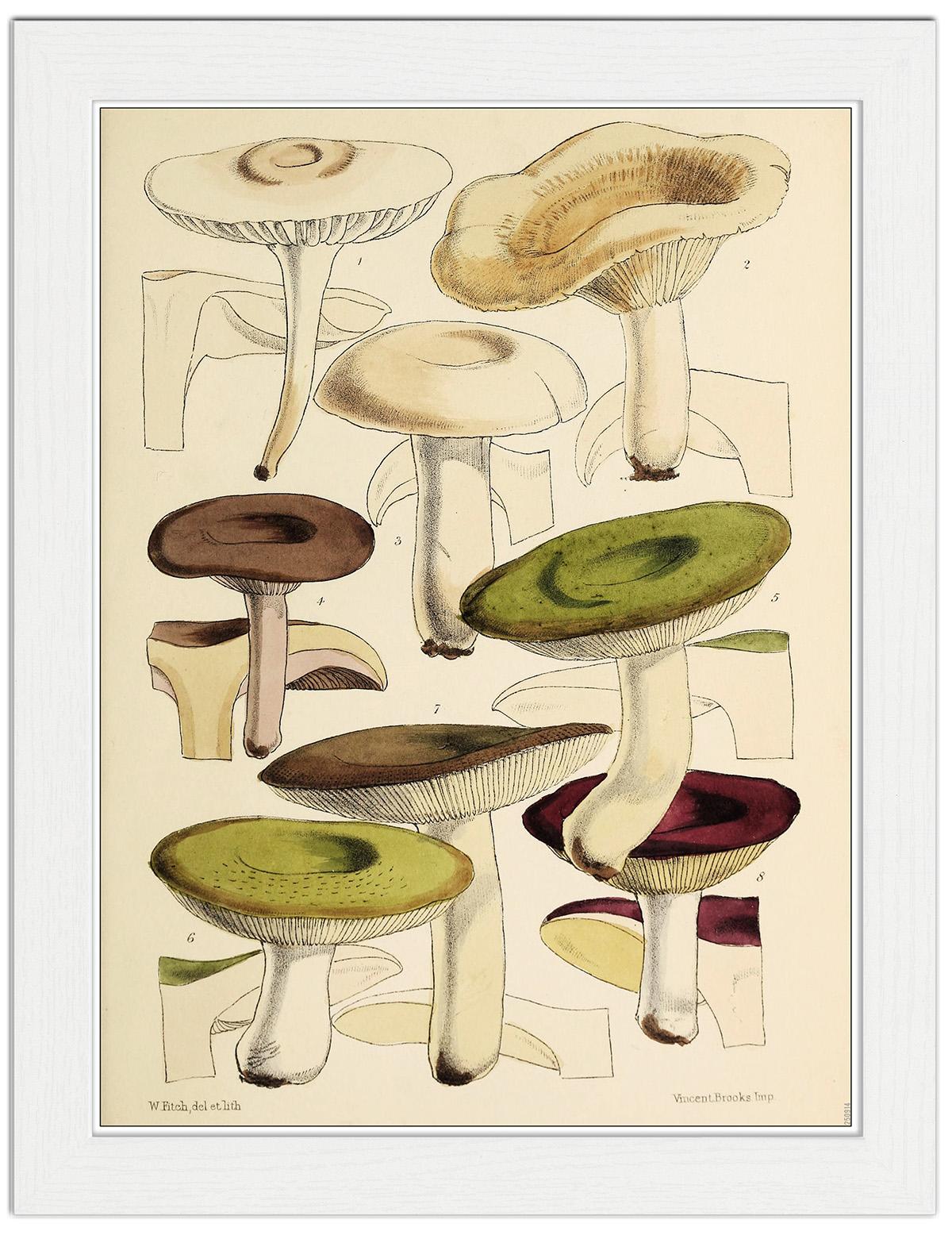 Mushroom Fungi Illustration Art Print £799 Framed Print £2299 T Shirt £1299 Shopping 6381