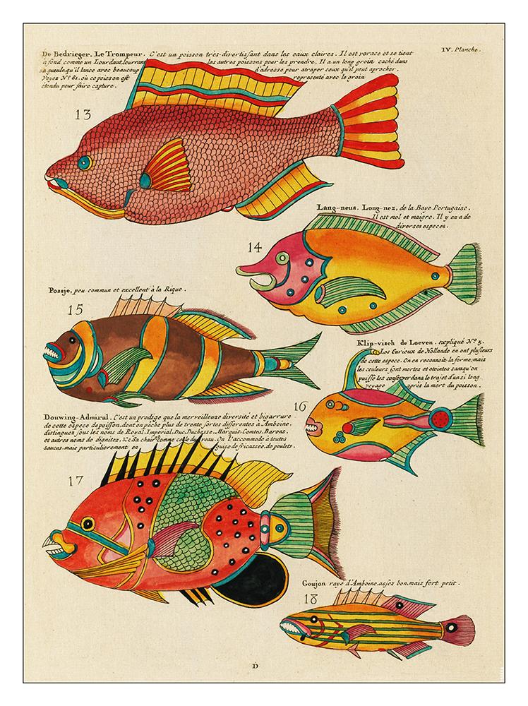 Colourful Fish Print : Art Print £7.99 / Framed Print £22.99 / T-Shirt