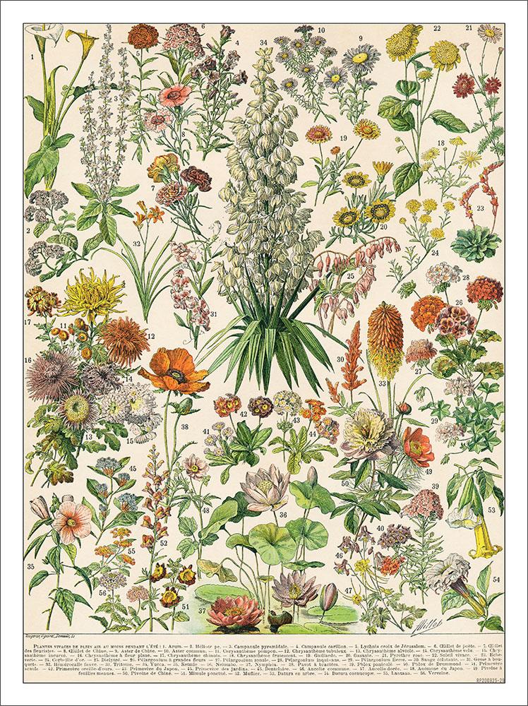 Flowers French Illustration : Art Print £7.99 / Framed Print £22.99 / T ...