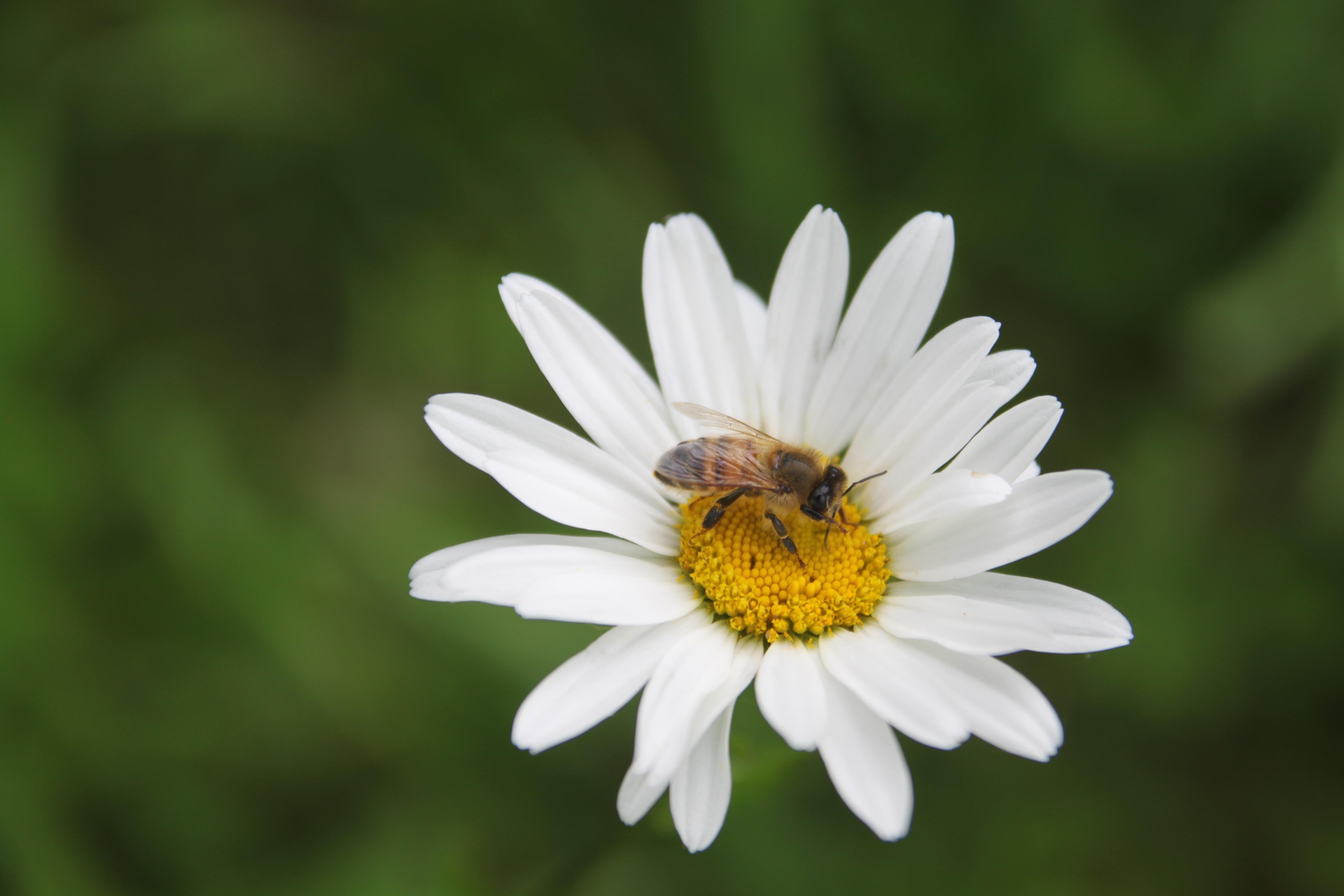 Close Up Honeybee
