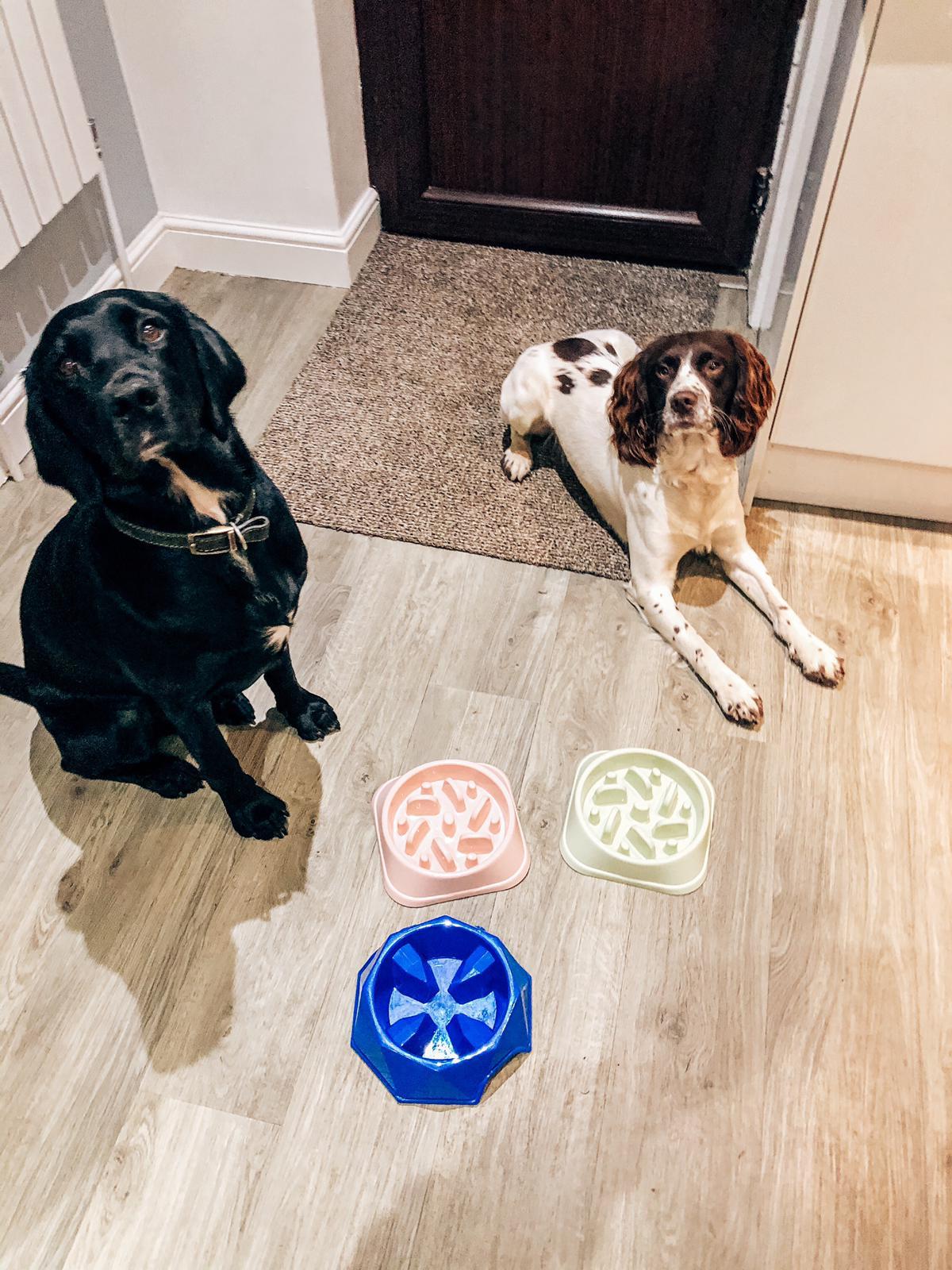 Dogs Sat Next to Slow Feeder Bowls
