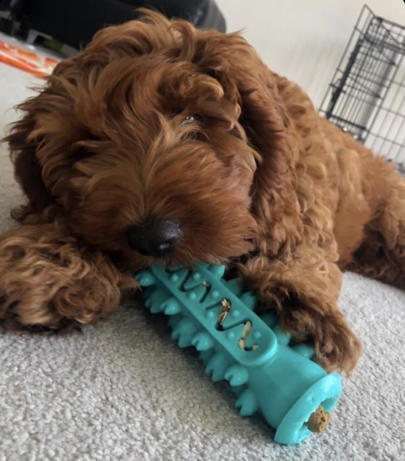 Dog Chewing Toothbrush Toy