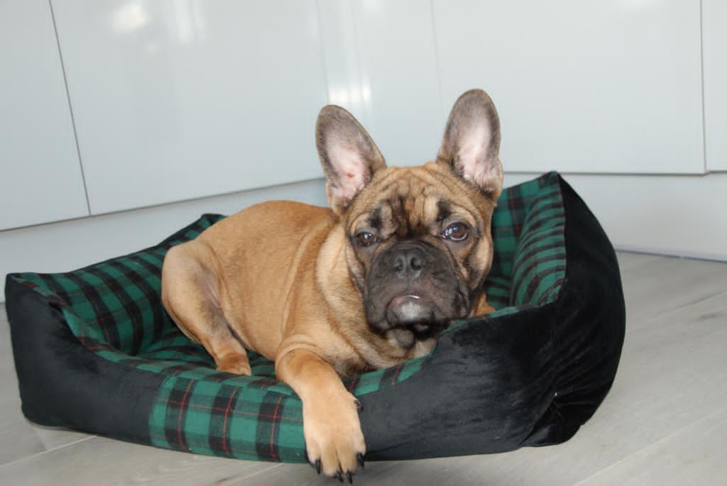 Frenchie chilling in dog bed