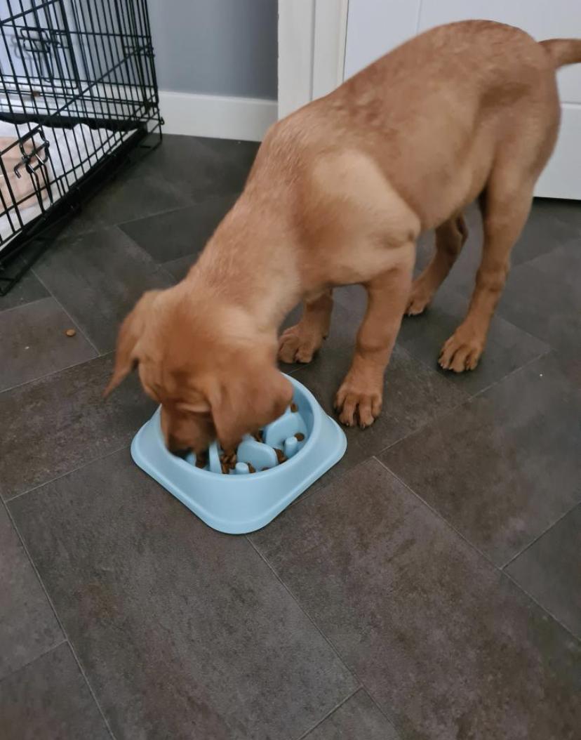 Dog eating from slow feed bowl