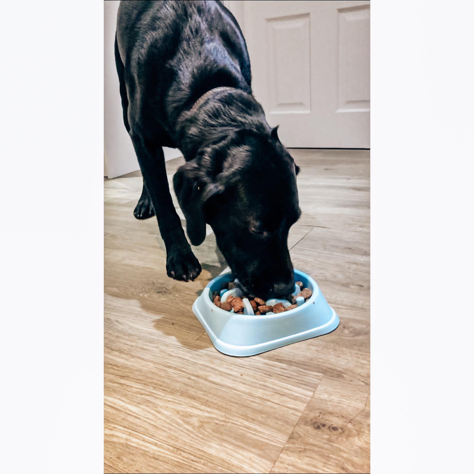 Black lab eating from slow feed bowl