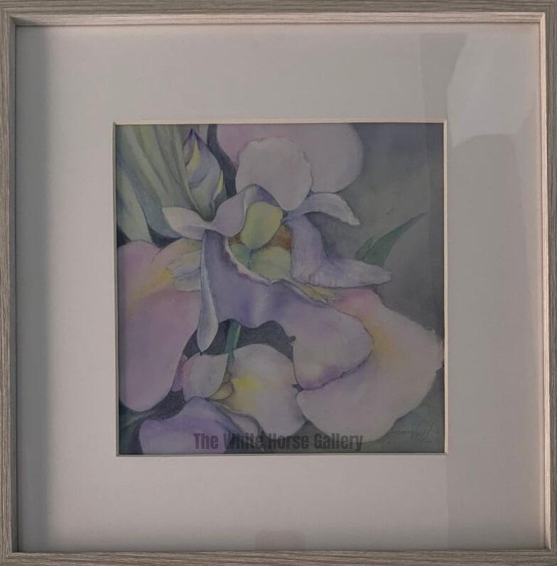 69 | Iris (Watercolour) Viv Lucas - £120