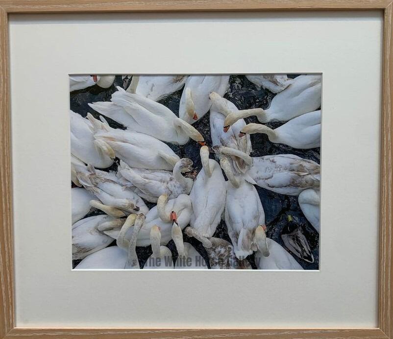 88 | 26 Swans and a Duck (Photograph) Richard Draper - £160