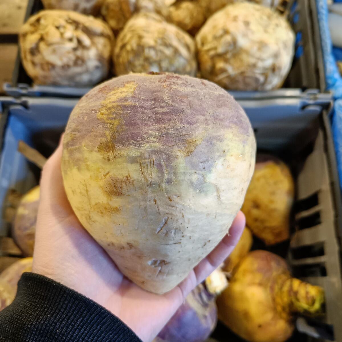 Källsprångs Gård's Cabbage'