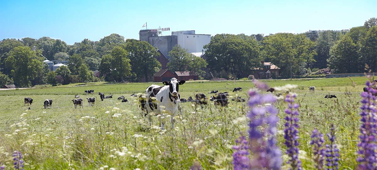 Kühe vor der Mühle