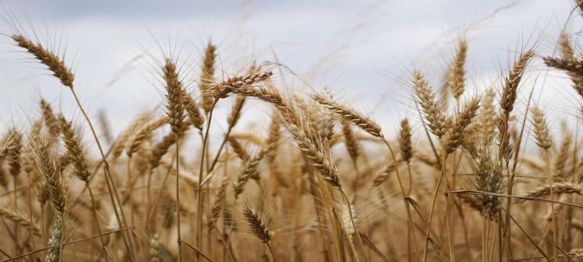 wheat - grain in the gray sky