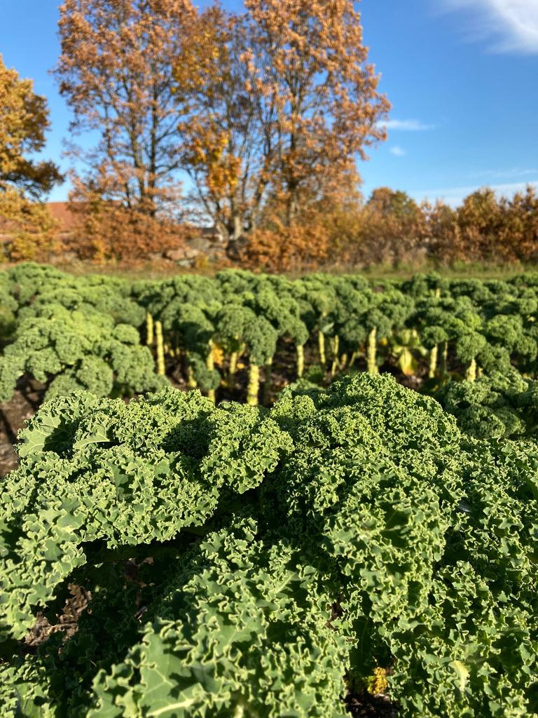 Urgent times for kale growers 'image'