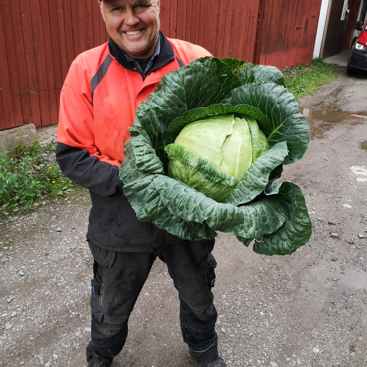 Källsprångs Gård's Cabbage Industry'
