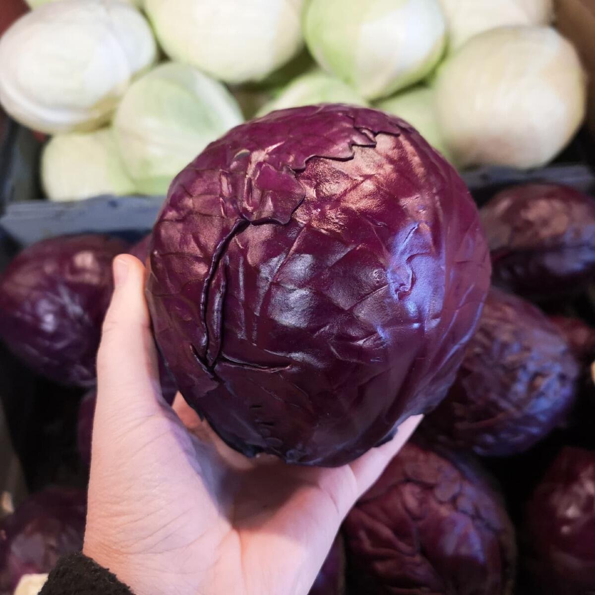 Källsprångs Gård's Red Cabbage'