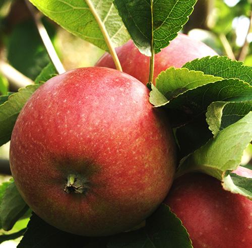 Organic Aroma apple