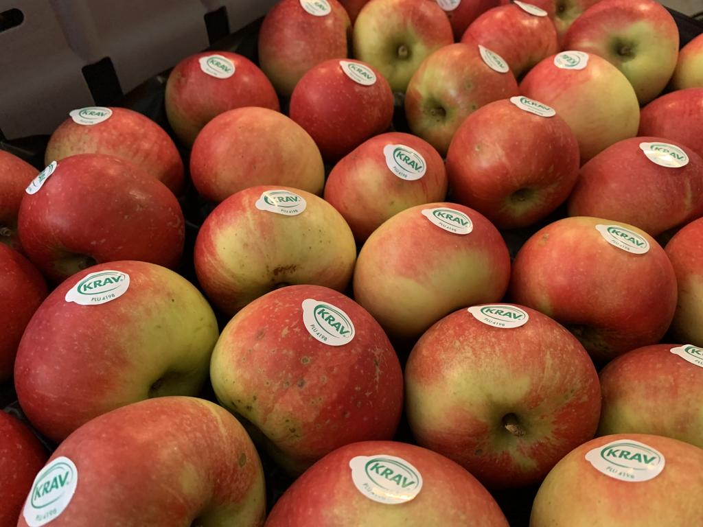 Lyckad äppelpremiär bar frukt's image'