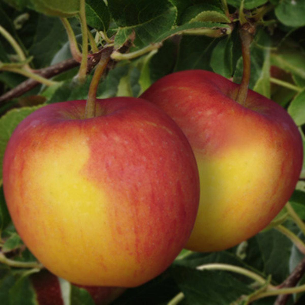 Ekologiskt Rubinola äpple