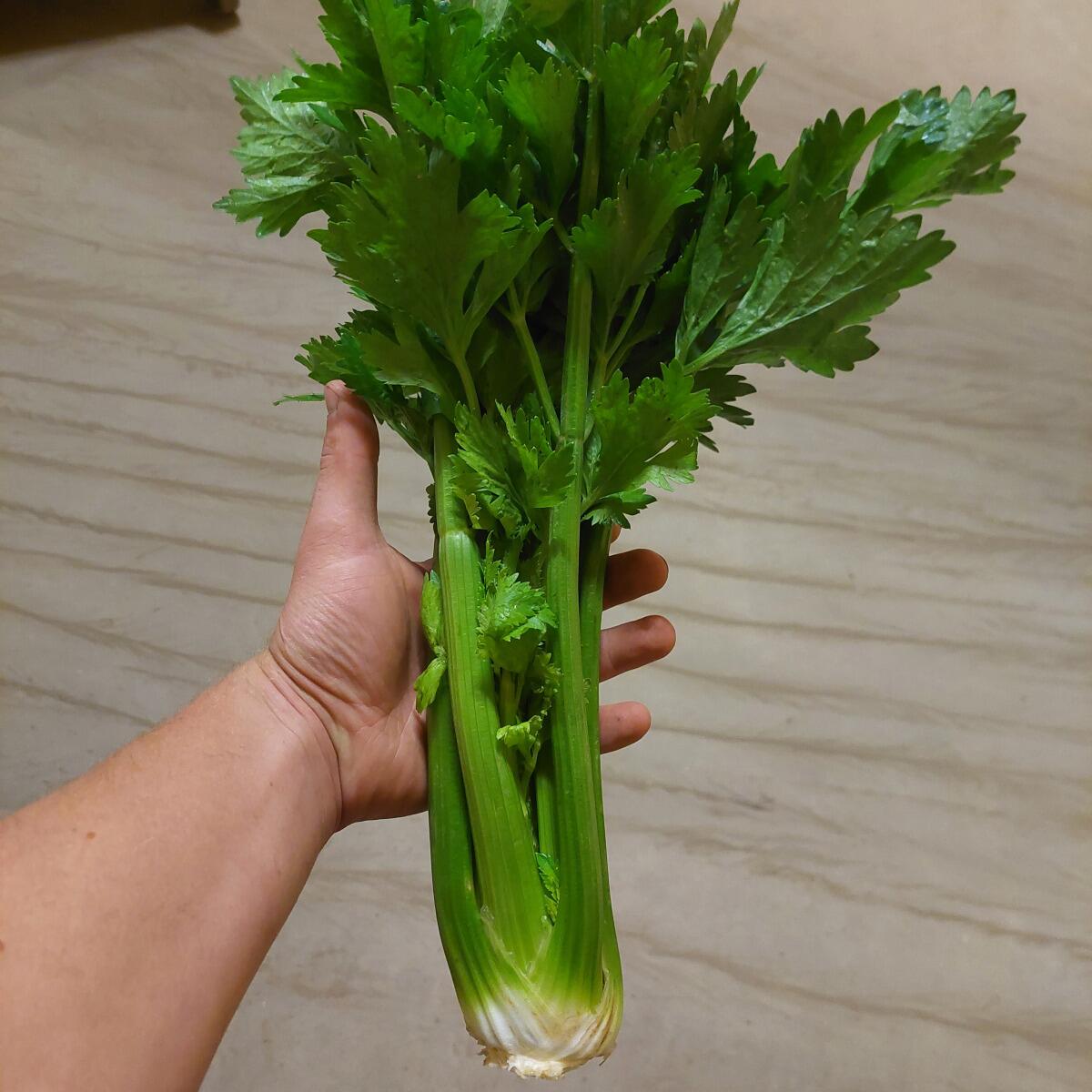 Källsprångs Gård's Celery stalks'