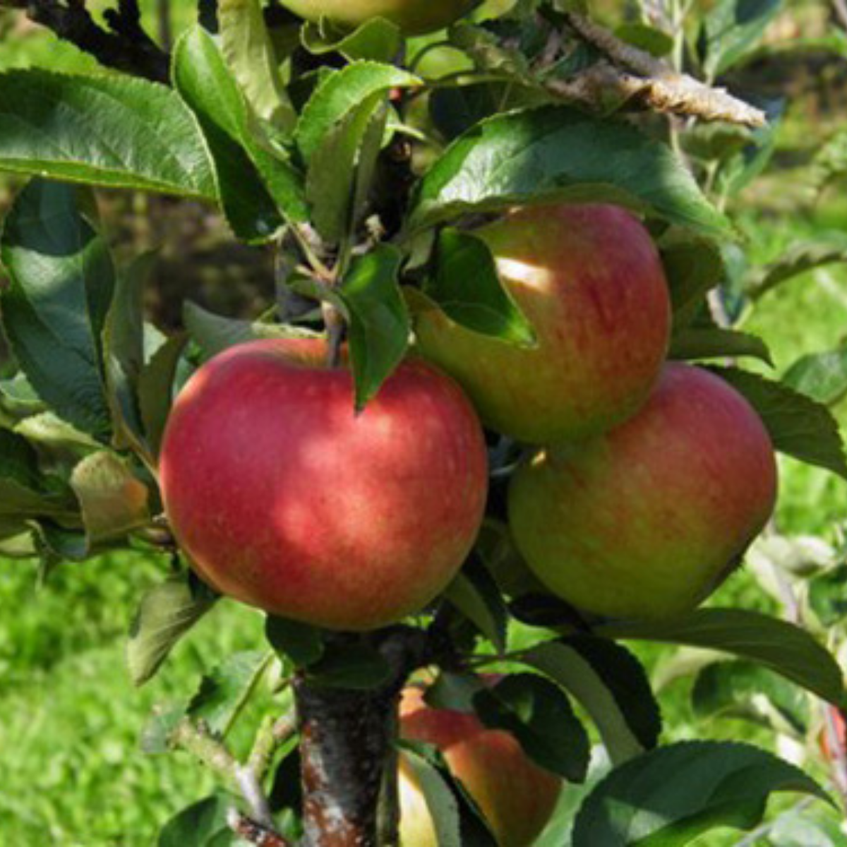 Organic apple Frida