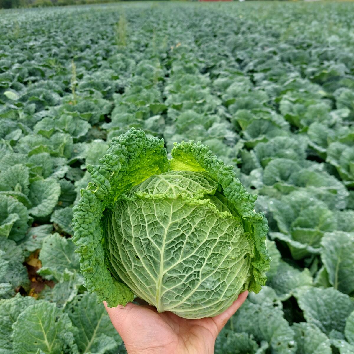 Källsprångs Gård's Savoy cabbage'